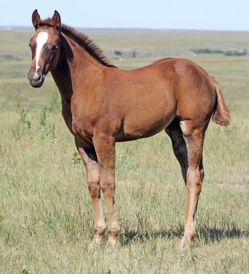 007 - Flit Glitter filly